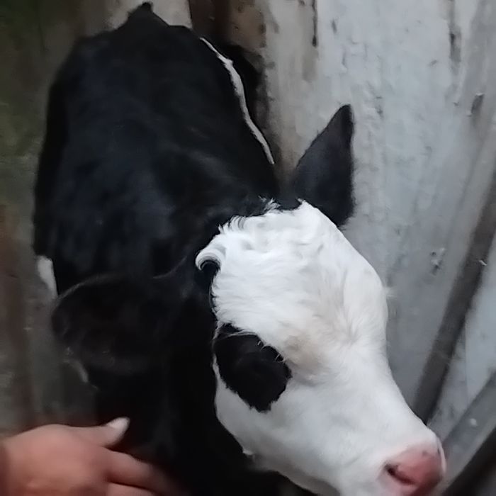 Vand un tauras baltat