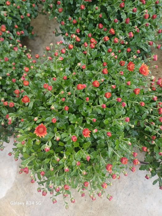 Crizanteme multiflora