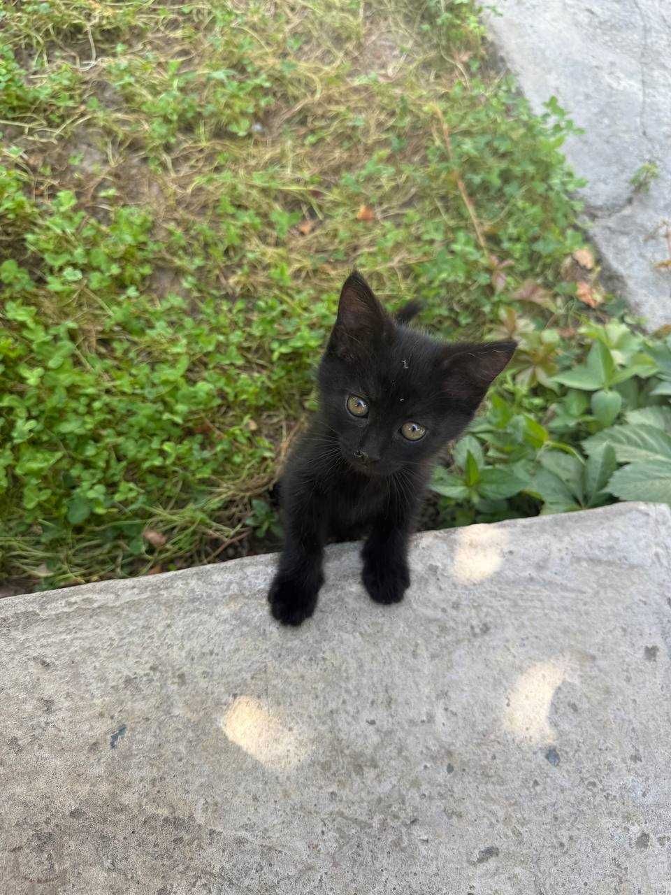 Отдам котят в хорошие добрые руки