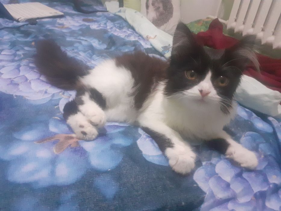 Отдам котёнка. Можно на месяц-два