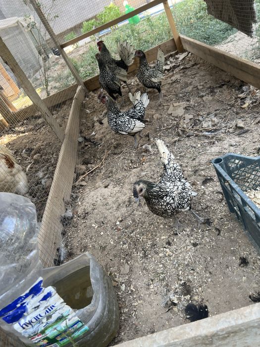 Сибрайт серебро 4+1