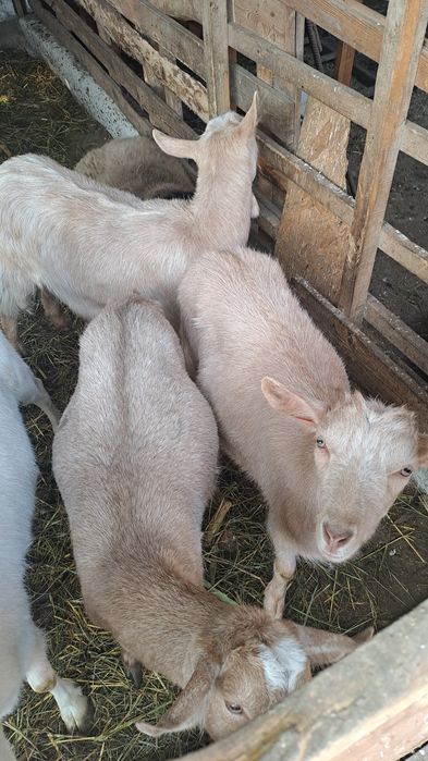 Schimb 3 caprite cu oi