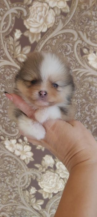 Шпиц мальчик триколорного окраса