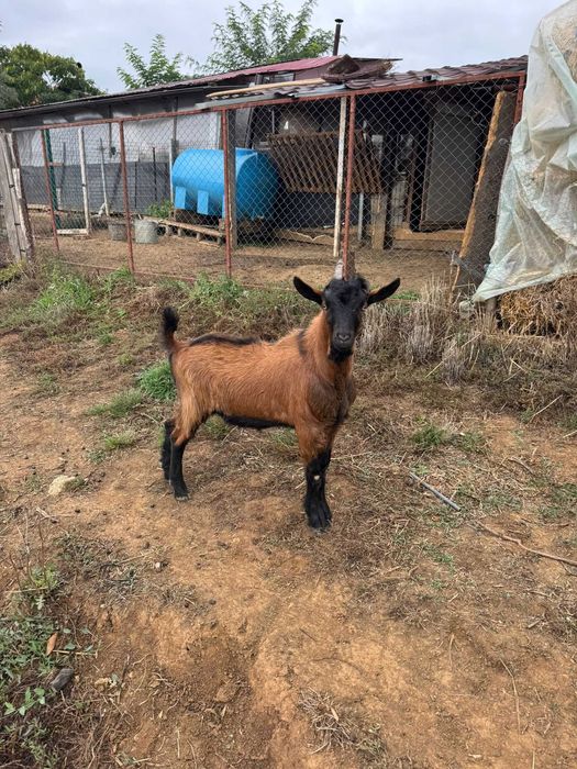 Țap alpin de nouă luni pentru shimb sau vânzare