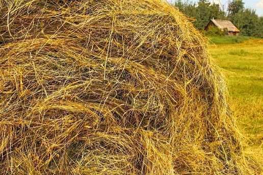 Богдан ўрилган пичан ўт сотилади. 10 000 сўм