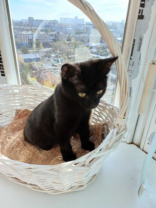 Котята ищут любящих и ответственных котородителей