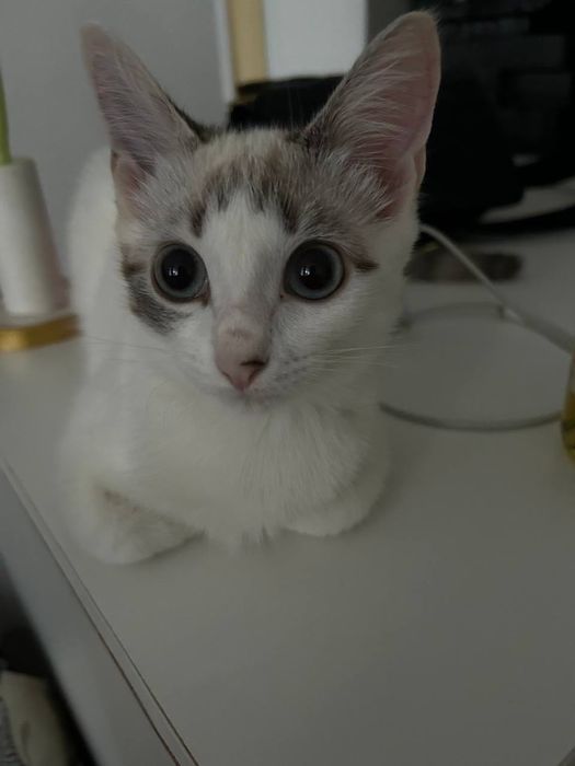 Отдам котёнка в хорошему руку