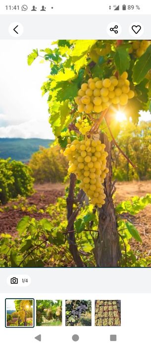 Struguri de vin producție 2025