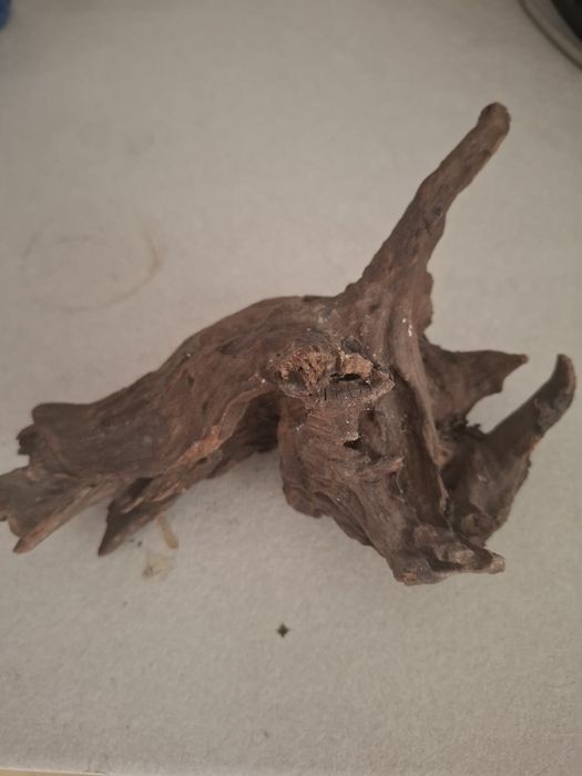 Radacina pentru terariu