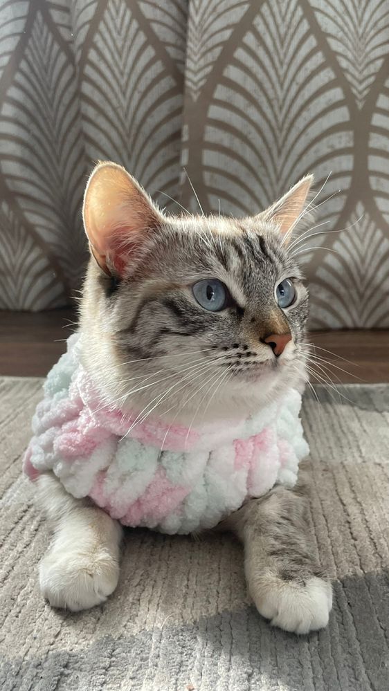 Очень мягкий свитер для кошки