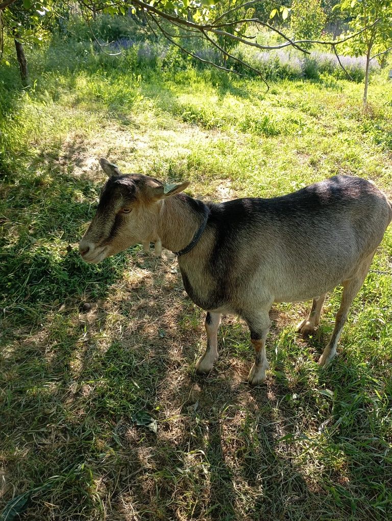 Capră,țap,ieduta ...toate 3 la 2800 ron