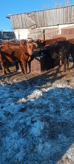 Продам телят 9-10 месяцев