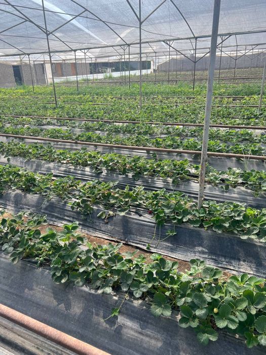 Notutar yer joyi 25 sotix