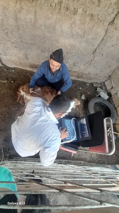 Vetuzi Viloyat boylab sifatli uzi xizmati bor