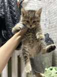 В добрые ручки котёнок