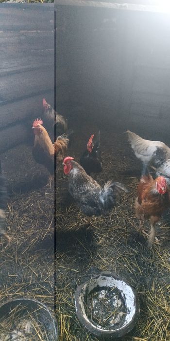 Продам петухов домашних можно на племя