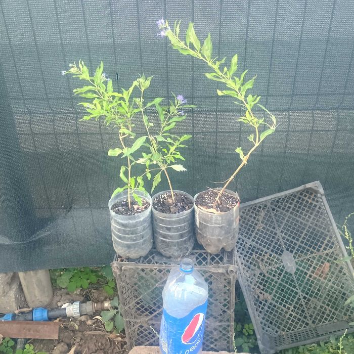 Caryopteris variegat 30cm