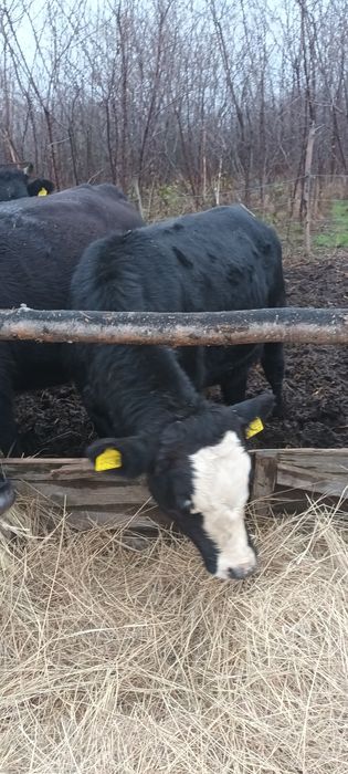 Tăuraș de vînzare