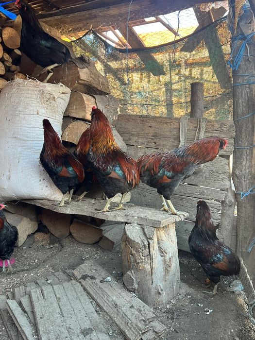 Familie, cocoși aruncana