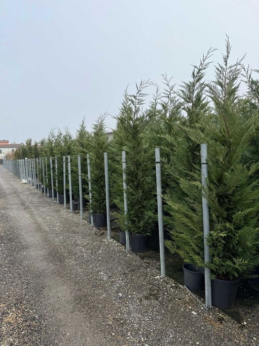 Plante ornamentale rafinate ce dau viață grădinii