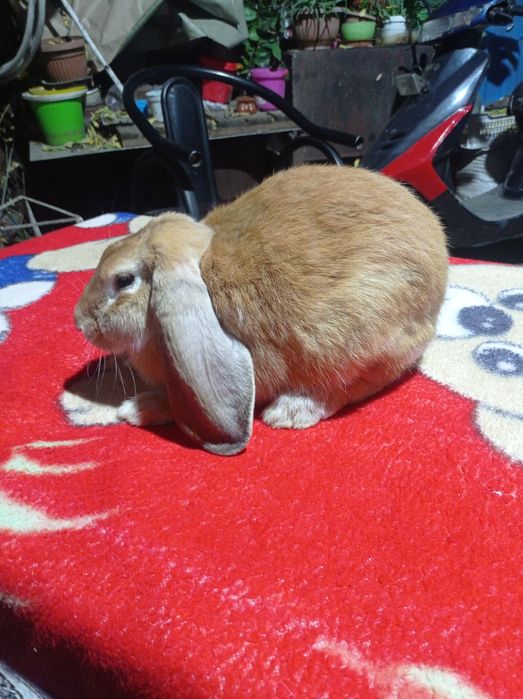 Кролики  французкий баран..