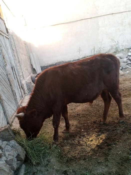 Stochna buqa sotiladi