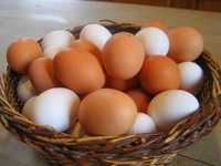 Домашние куринные яйца, всегда свежие, цена 80тг за 1шт.