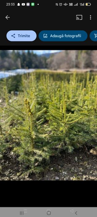 Puieți de salcâm preturi mici