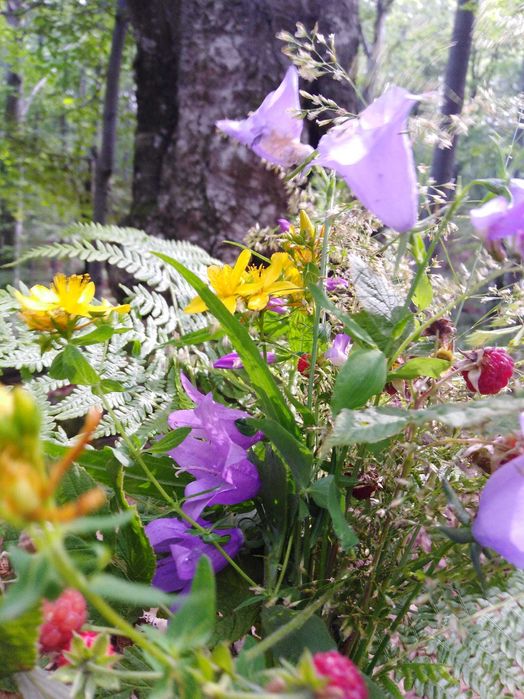 Уроци по Математика Пловдив