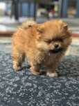 Pomeranian Dulce și Jucăuș