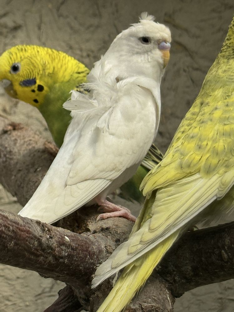 Babichka va chex gibrid papugaylar sotiladi