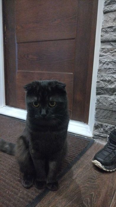 Отдам кота в хорошие руки