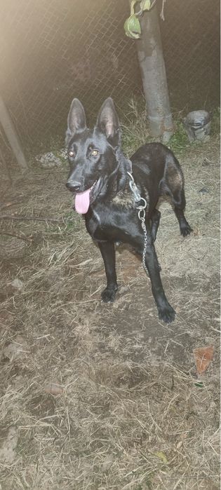 Ciobanesc Belgian Malinois