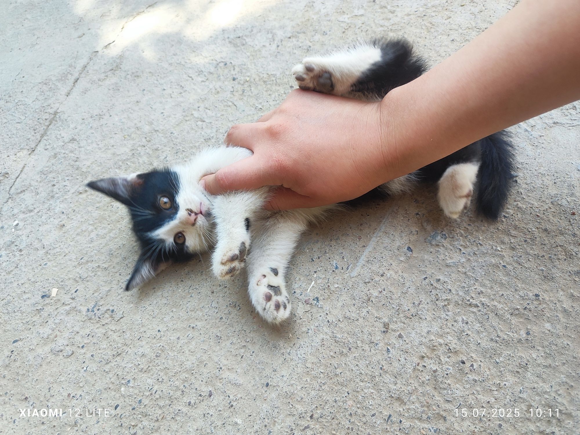 Кошку  и котят отдам в хорошие руки.Кушают корм (kiticat) и домашнюю е