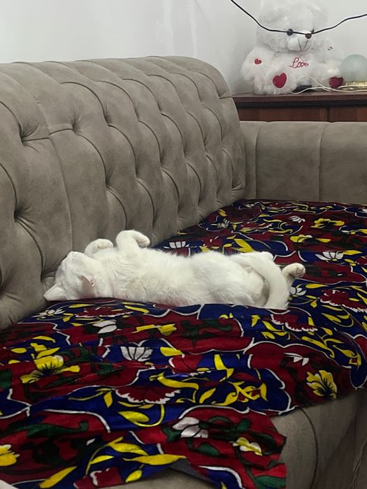 Mushuk beriladi bepul