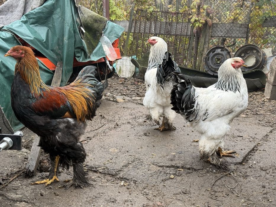 Cocosi brahma herminat deschis si potarnichiu