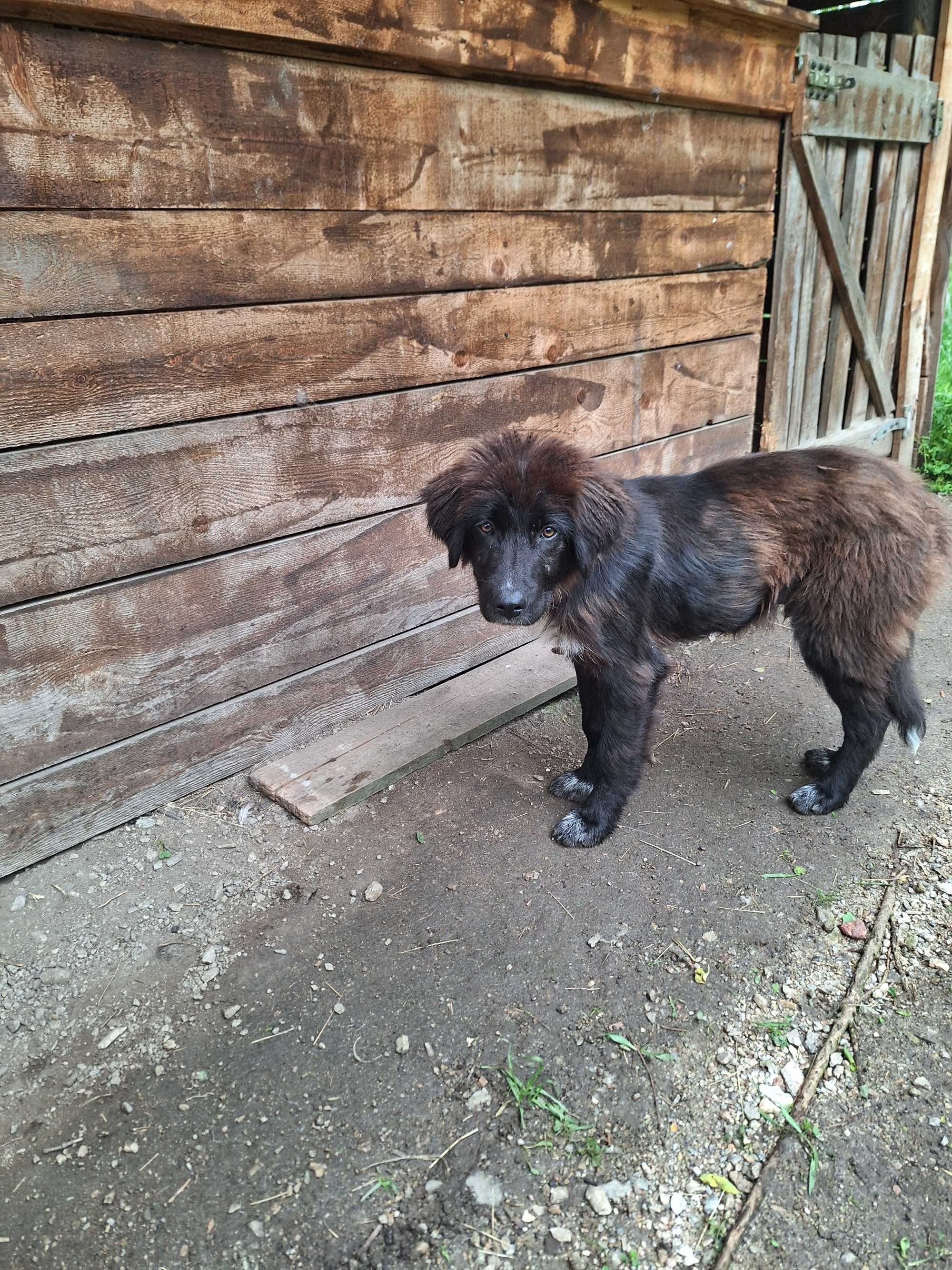 Mascul ciobanesc in varsta de 6 luni