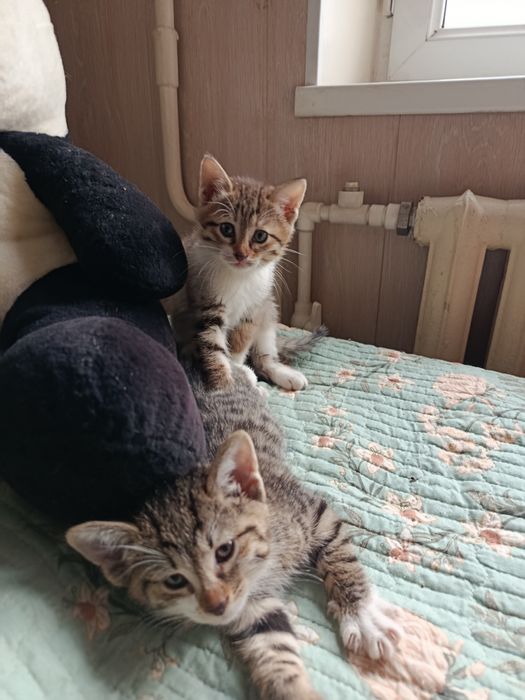 Котята в добрые ответственные руки