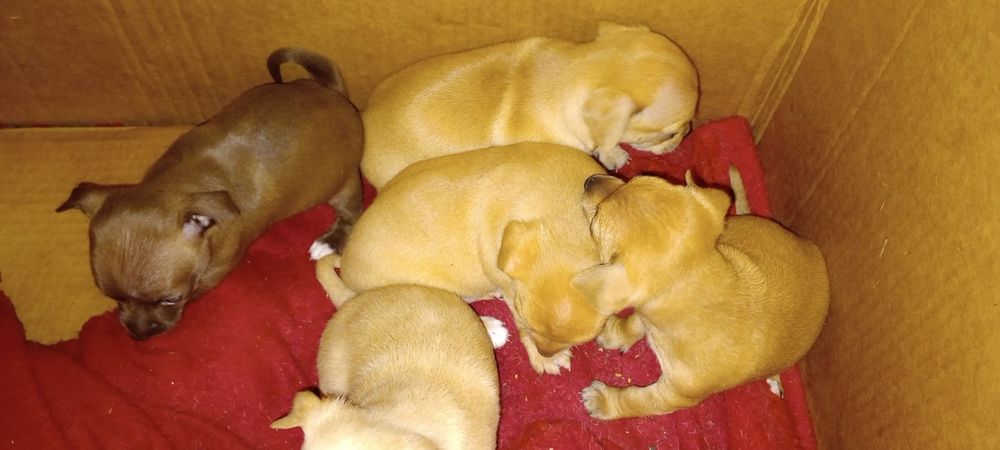 Малко кученце чихупинчер.