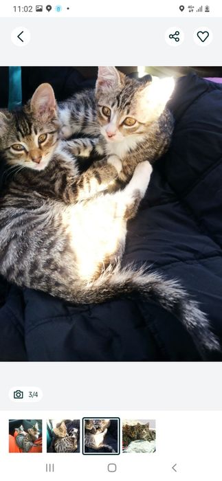 Котёнок котята кошка кот питомец бесплатно