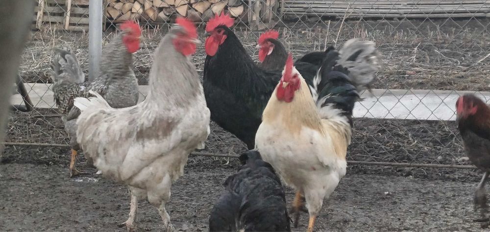 Cocoșii de casă tineri