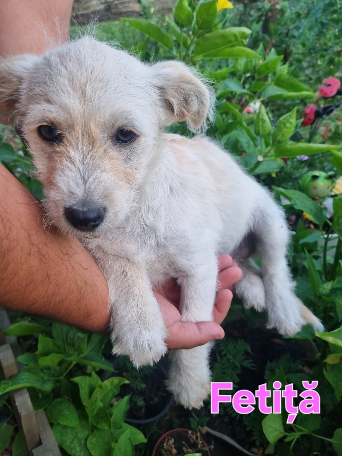 Donatie catei de 3 luni