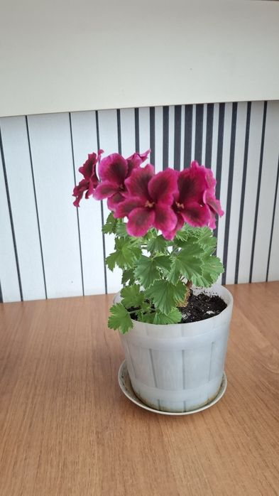 Королевская герань,  1000тг.