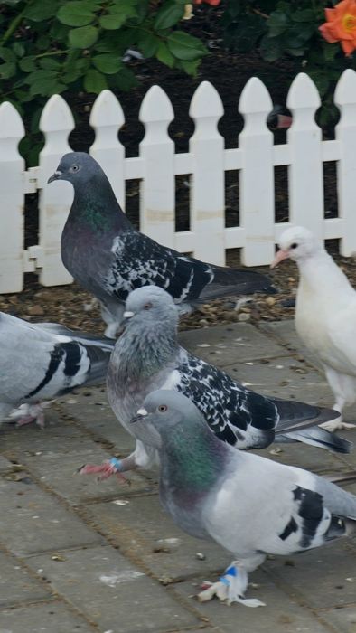 Продам домашних голубей