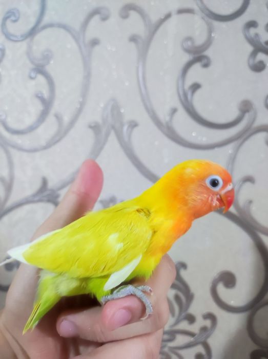 Ruchnoy popugay sotiladi