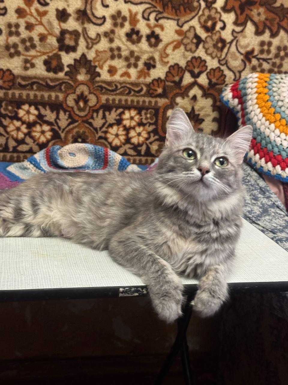 Красивая кошка в добрые руки