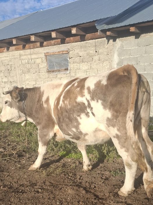 Vând vaci și vitei