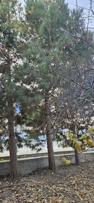 Арча дарахтлари сотилади