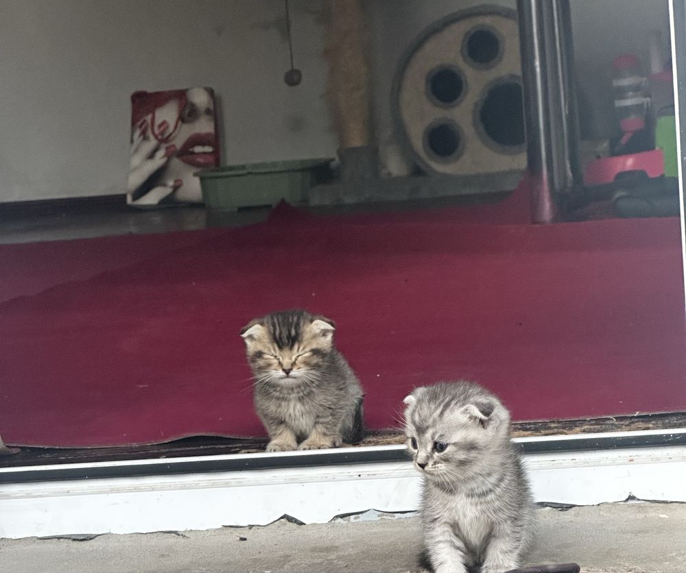 Scottish fold 1,5 oylik