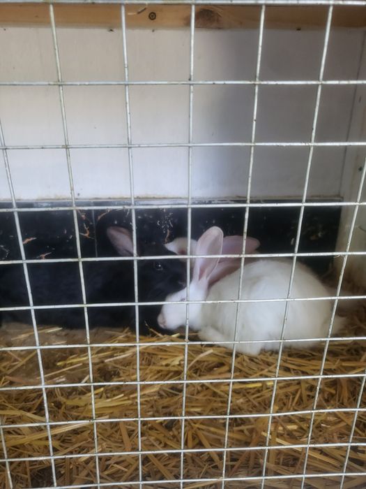 Quyonlar 2 ta 100 000 dan